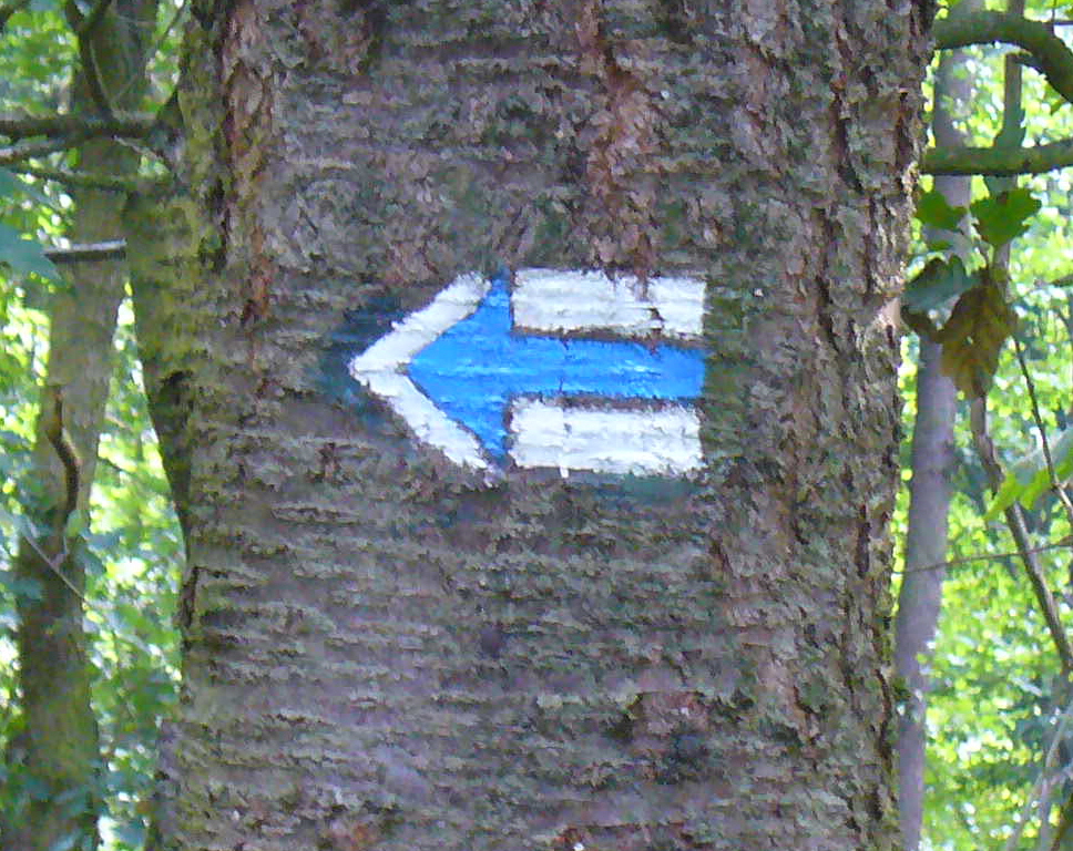 Painted trail marker on tree